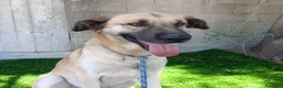 Meticcio cani in regalo: Jimmy - Annuncio 5