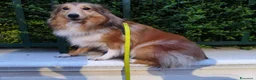 Shetland Sheepdog cani in vendita: femmina adulta shetland di 2 anni  - Annuncio 3