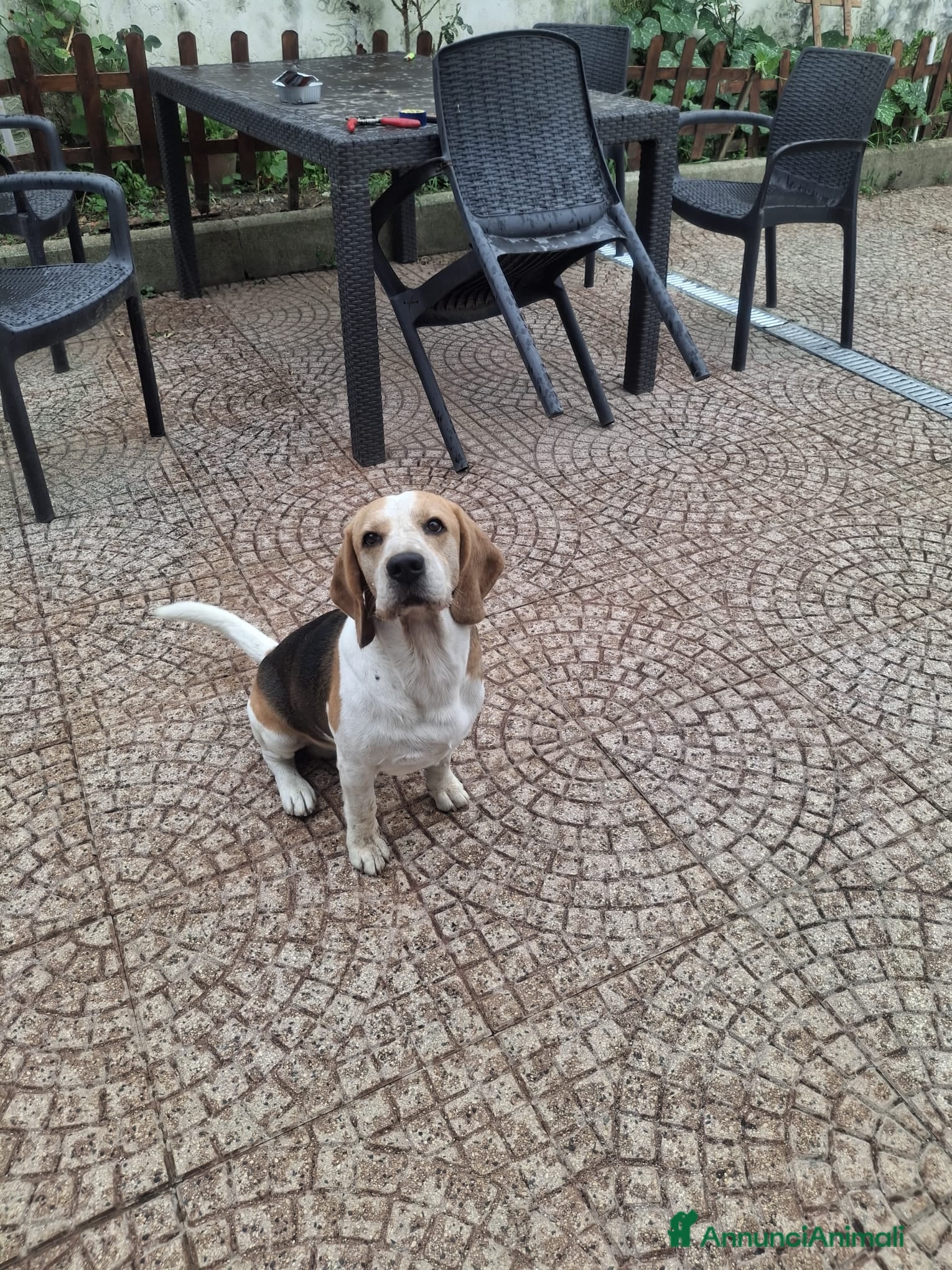 Beagle cani Alvin: nonnino Beagle dolcissimo. Lo cedono  - Annuncio 1