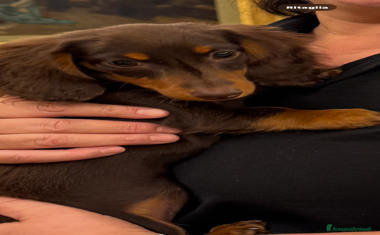Bassotto cani a Città metropolitana di Milano - Annuncio 2