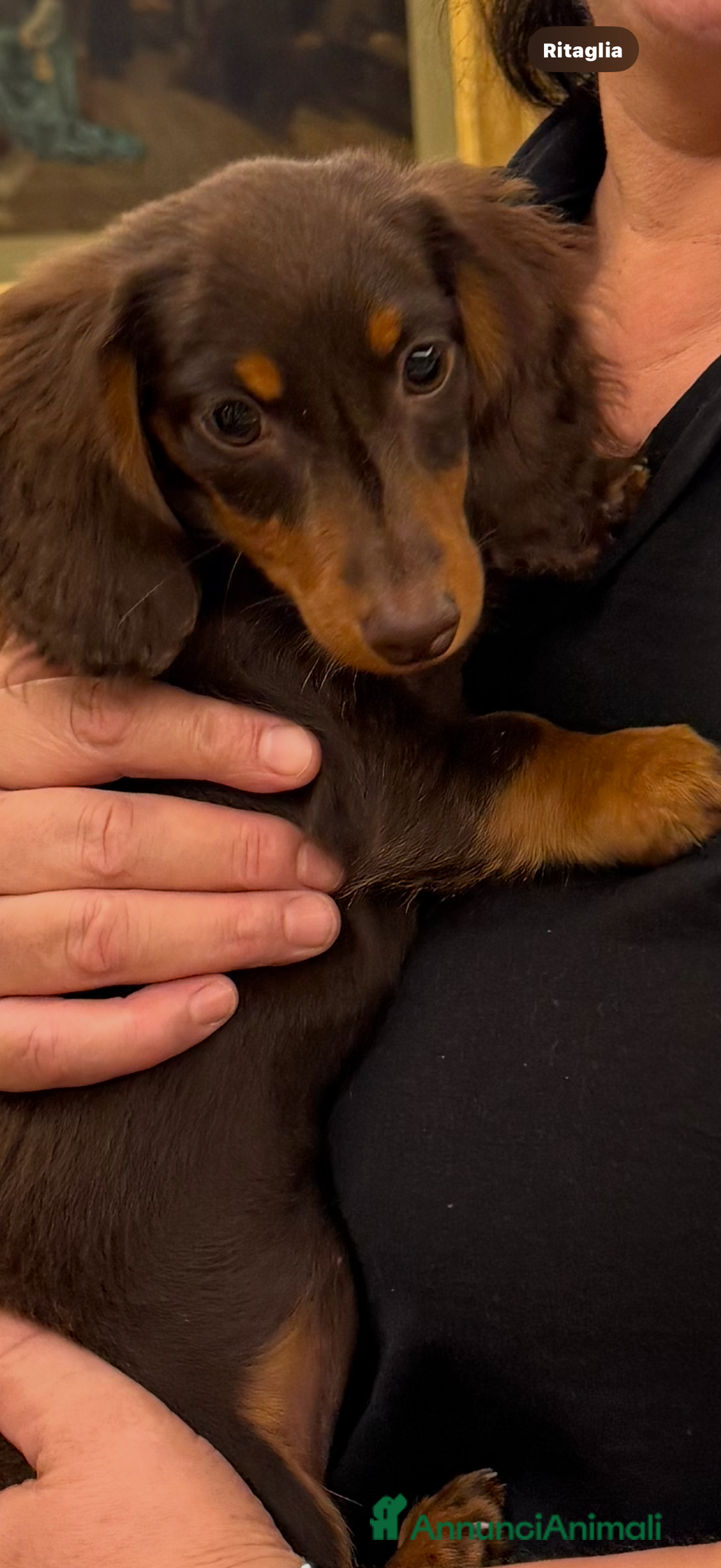 Bassotto cani in vendita: Bassotto  a Città metropolitana di Milano - Immagine 1