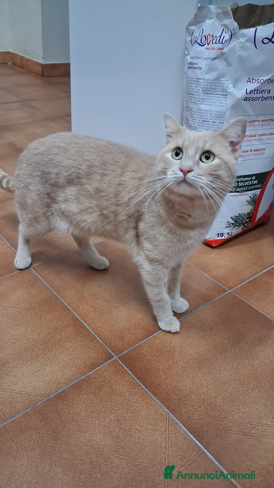 Altre razze gatti in regalo: GATTINI DOLCISSIMI - Annuncio 12