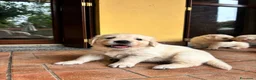 Golden Retriever cani in vendita: CUCCIOLI GOLDEN RETRIVER  - Annuncio 10