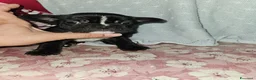 Bulldog Francese cani in vendita: Bulldog francese nero  - Annuncio 4