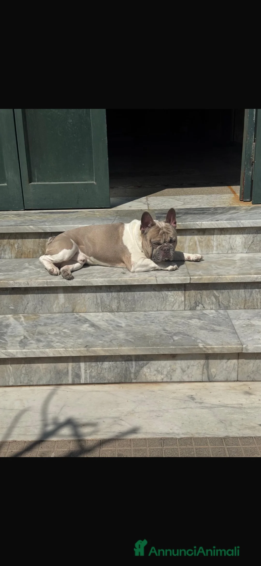 Bulldog Francese cani per accoppiamento: Fidanzatina per Leo  a Città Metropolitana di Napoli - Annuncio 4