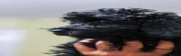 Barboncino cani in vendita: Barboncino nano nero a Provincia di Salerno - Annuncio 7
