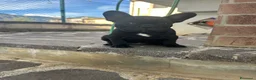 Bulldog Francese cani in vendita: bulldog francese nero tigrato cani animali - Annuncio 4