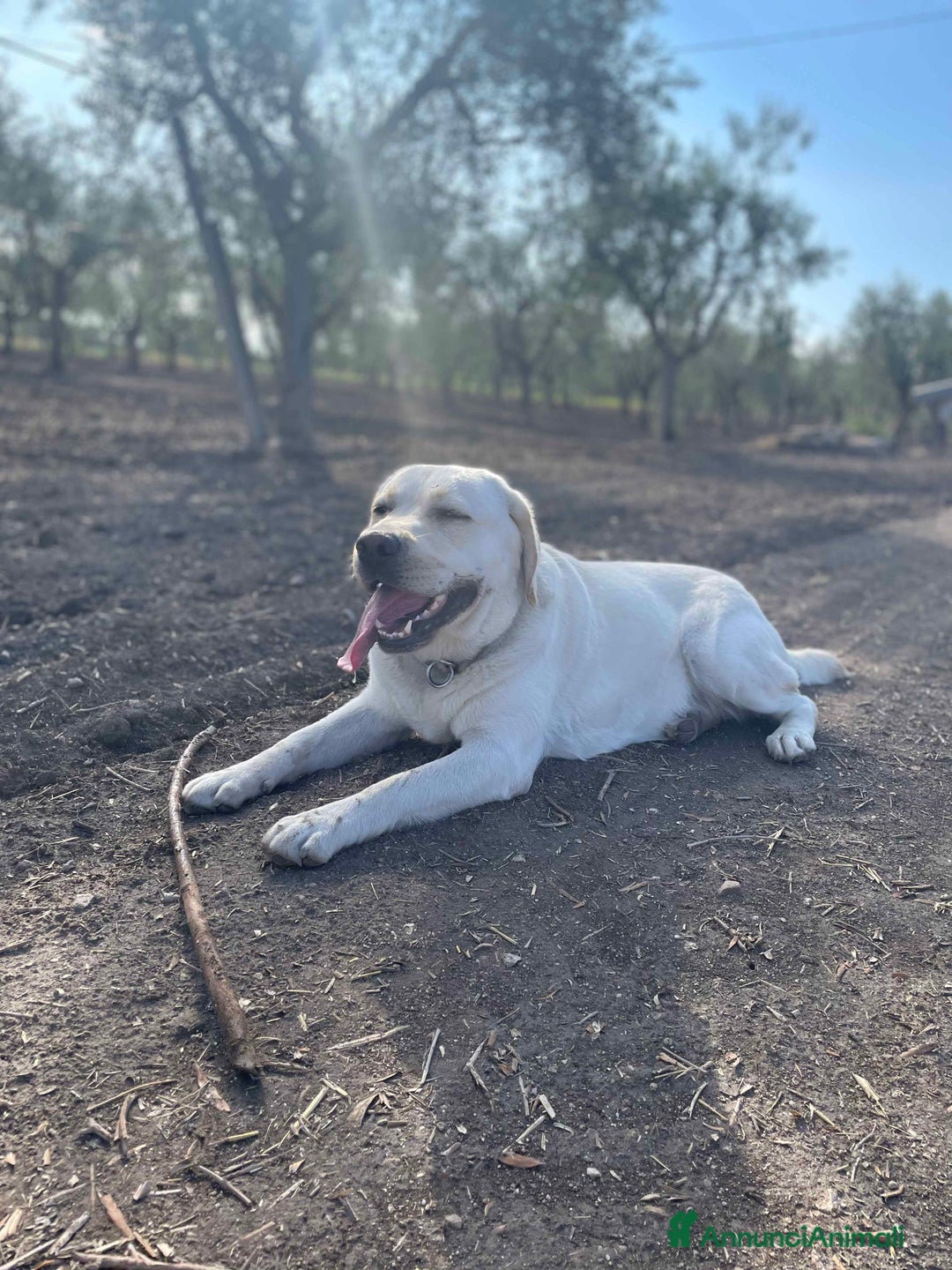 Immagine della galleria {{count}}