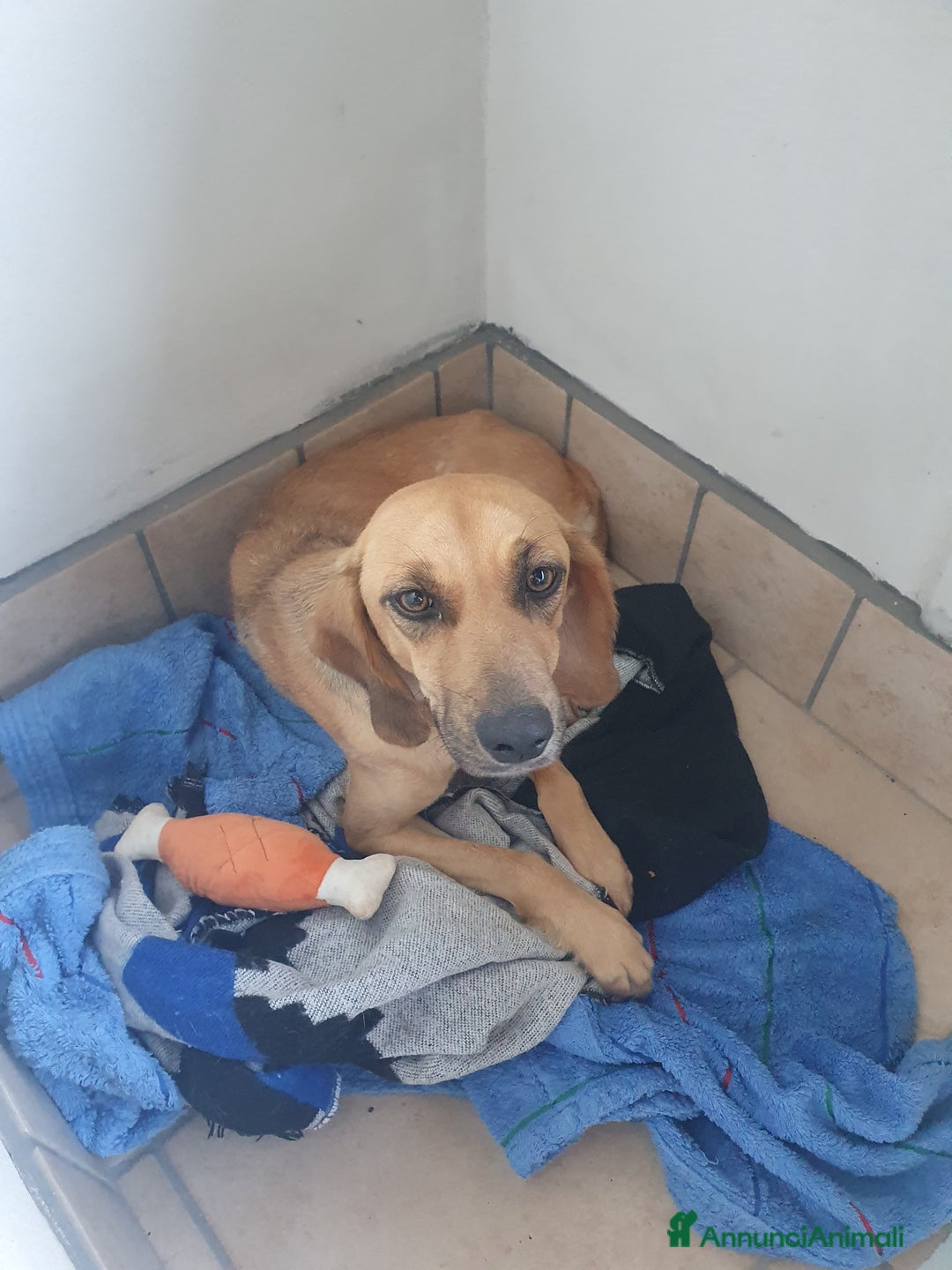 Segugio cani in regalo: NANDA a Provincia di Modena - Annuncio 2