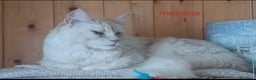 Maine Coon gatti in vendita: Cucciola Maine Coon Pedigree ANFI - Annuncio 11