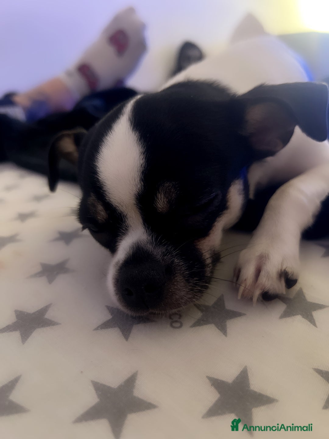 Chihuahua cani in vendita: Vendo un extra mini, chiuvava femmina - Annuncio 3