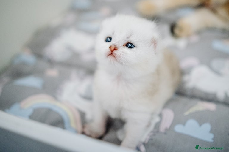 Immagine della galleria {{count}}