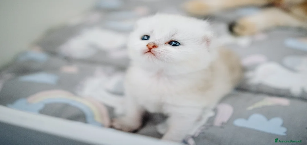 Immagine della galleria {{count}}