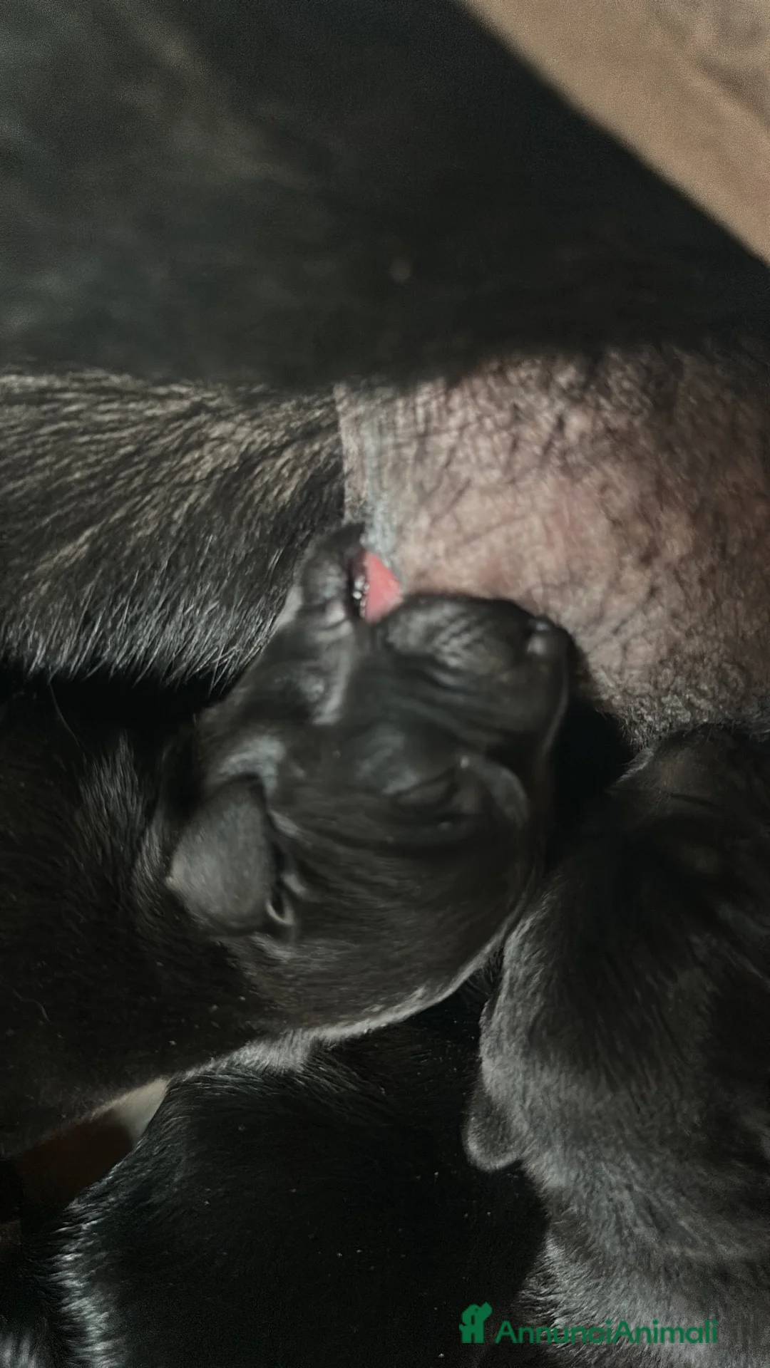 Labrador cani in vendita: Cuccioli di labrador neri appena nati a Città Metropolitana di Napoli - Annuncio 2