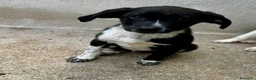Meticcio cani in regalo: Oli e Bengy a Provincia di Alessandria - Annuncio 4