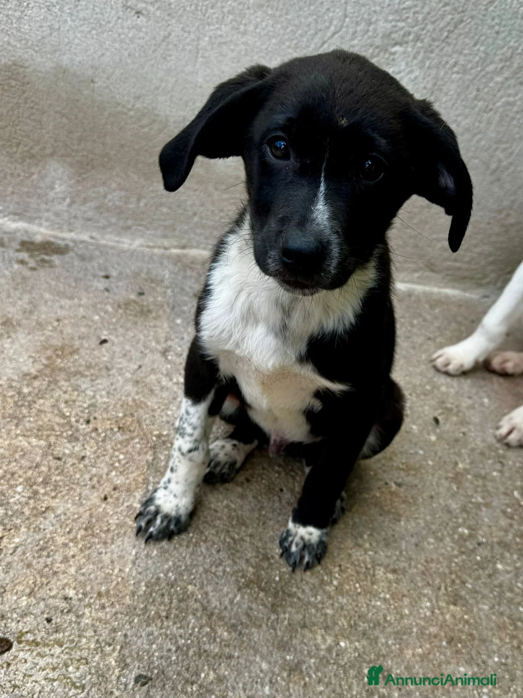Meticcio cani in regalo: Oli e Bengy a Provincia di Alessandria - Annuncio 4