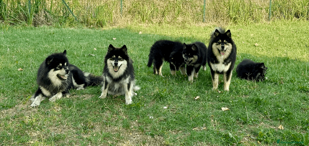 Immagine della galleria {{count}}