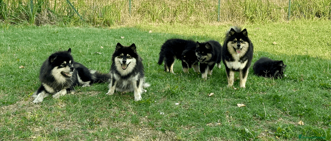 Immagine della galleria {{count}}