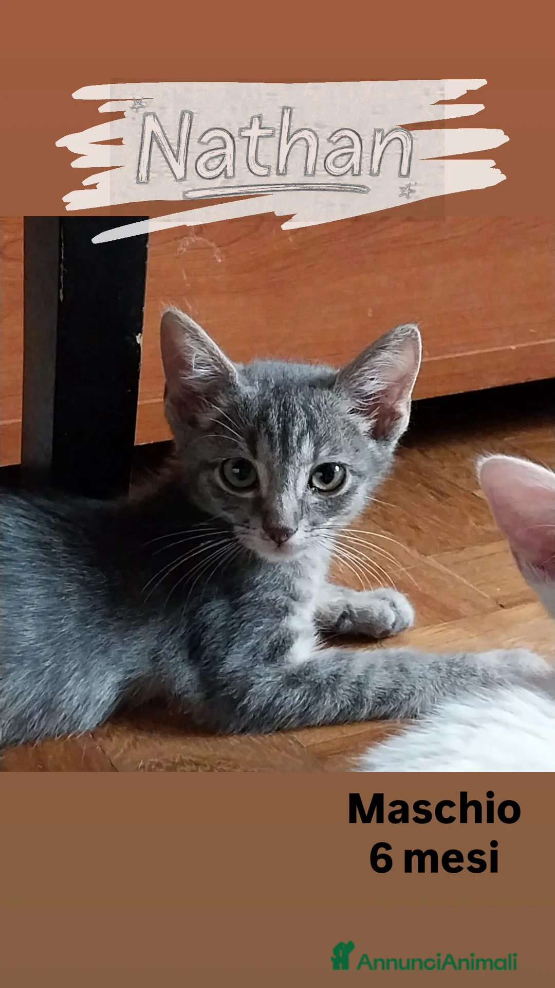 Europeo gatti in regalo: Gatti di 6 mesi in cerca di casa - Annuncio 2