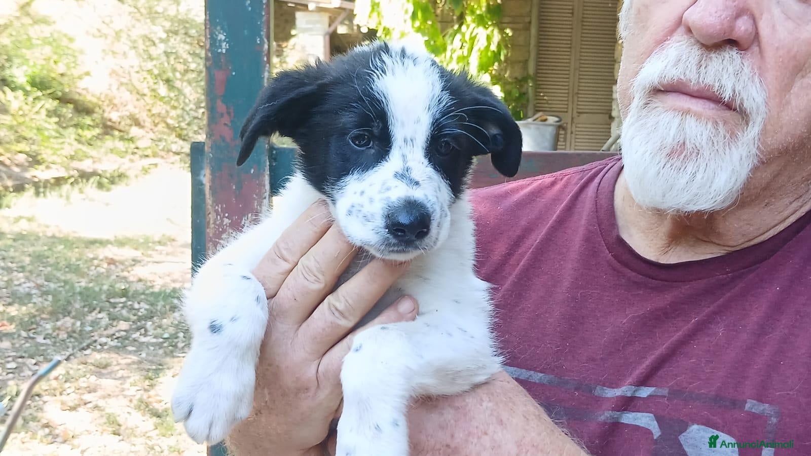 Meticcio cani BADDY CERCA UNA CASA E TANTO AMORE, IN ADOZIONE - Annuncio 37