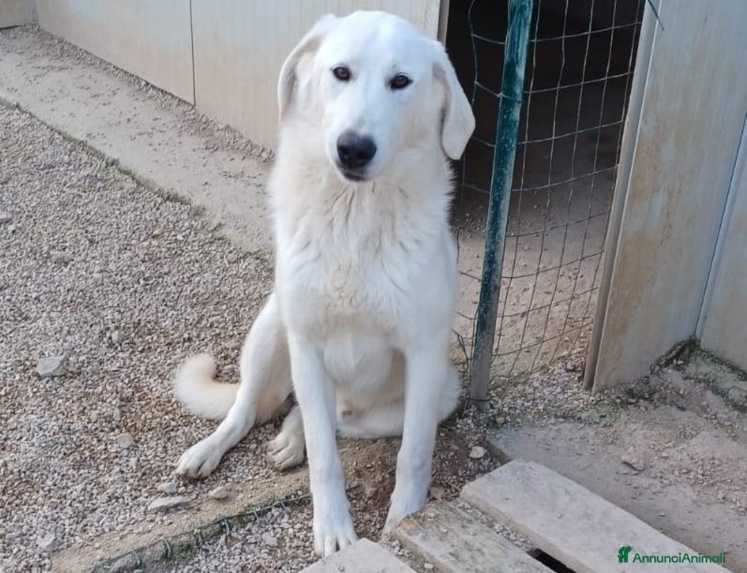 Meticcio cani in regalo: DOLCISSIMO CUCCIOLONE : DEMYR a Città metropolitana di Roma Capitale - Annuncio 3