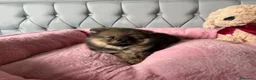 Volpino Pomerania cani in vendita: Cuccioli di Pomerania - Annuncio 14