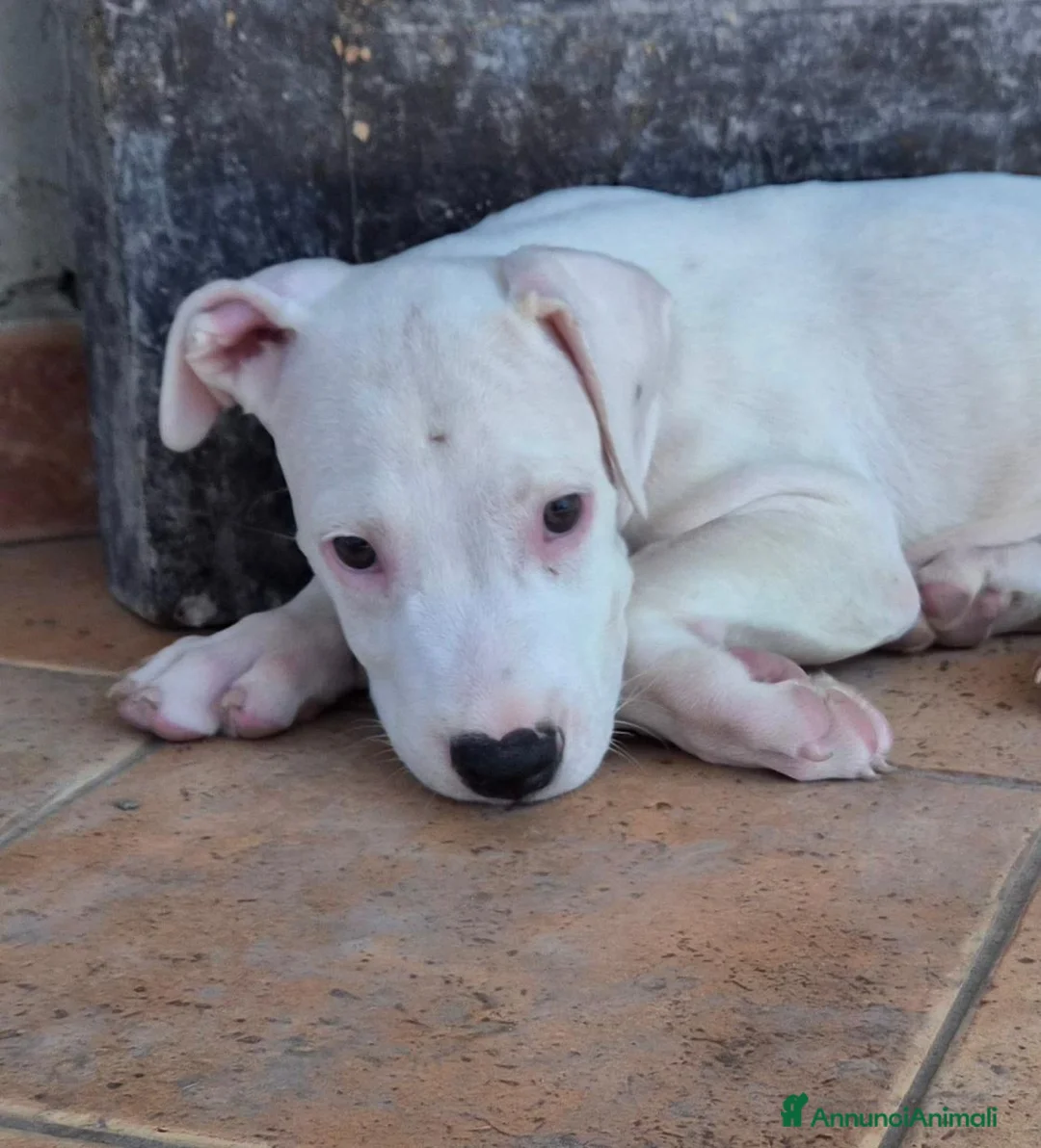 Meticcio cani in regalo: Cucciolo simil pitbull o dogo  a Provincia di Monza e della Brianza - Annuncio 7