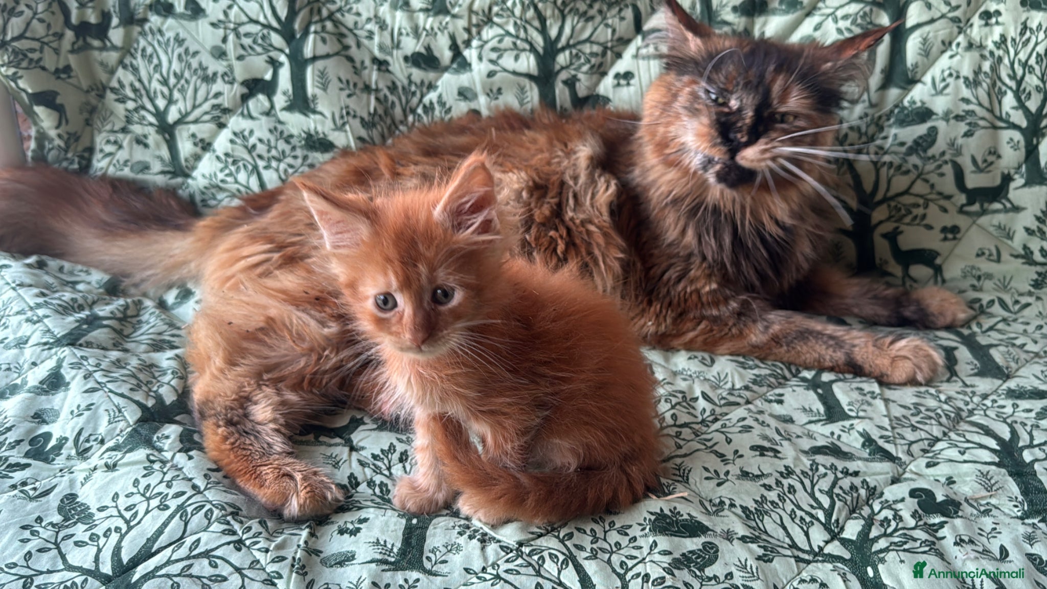 Maine Coon gatti in vendita: Cuccioli di maine coon rossi  - Annuncio 13