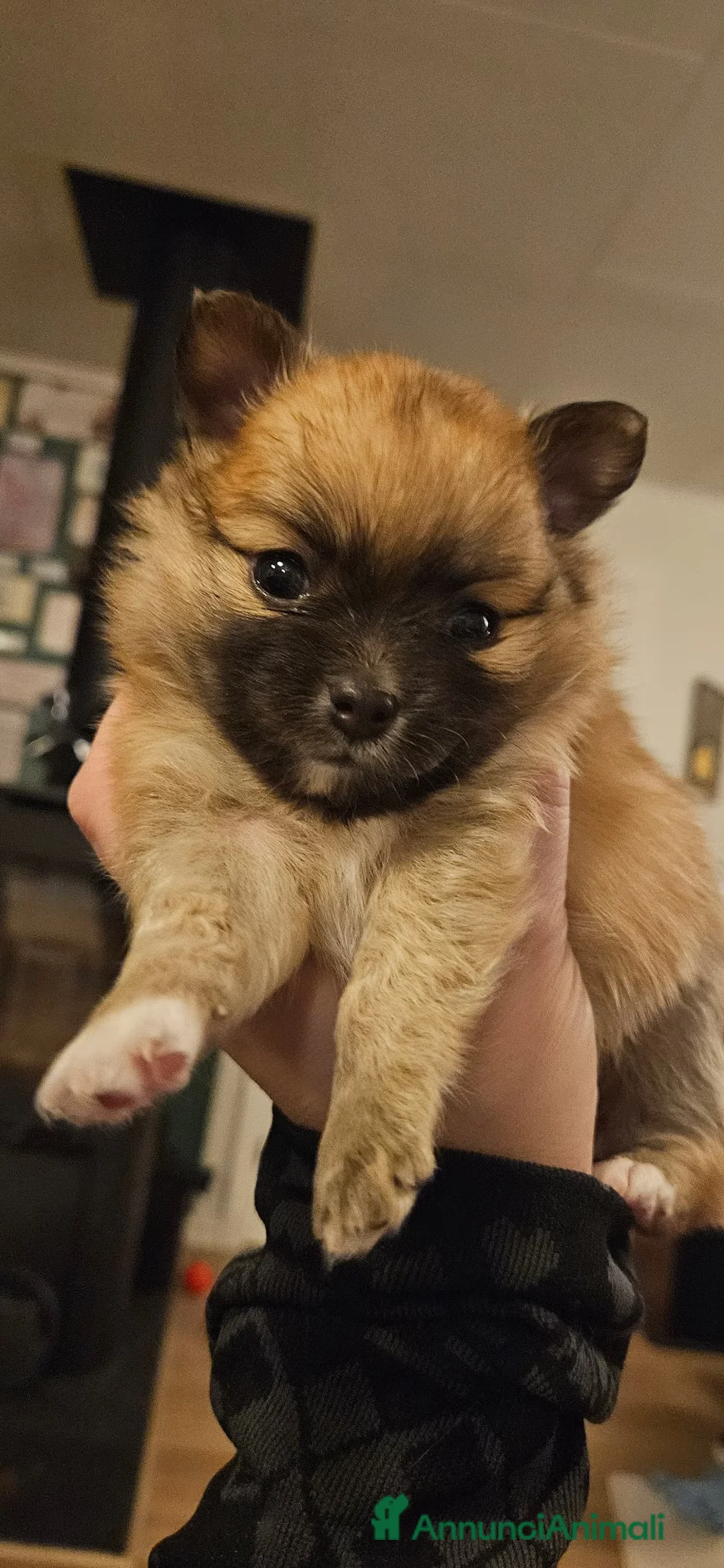 Volpino Pomerania cani in regalo: Pomchi nato il 18/12/25 è alla ricerca di una casa - Annuncio 6