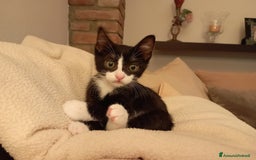 Meticcio gatti in regalo: Pelosetti in adozione  a Provincia di Pavia - Immagine 2