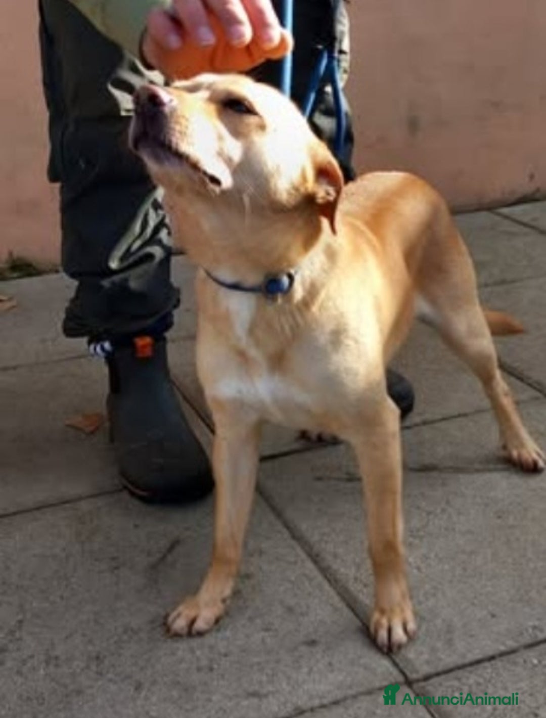 Meticcio cani in regalo: 4anni kg8/9PORTATO IN CANILE DAI PADRONI! NAPOLI a Città metropolitana di Milano - Annuncio 2