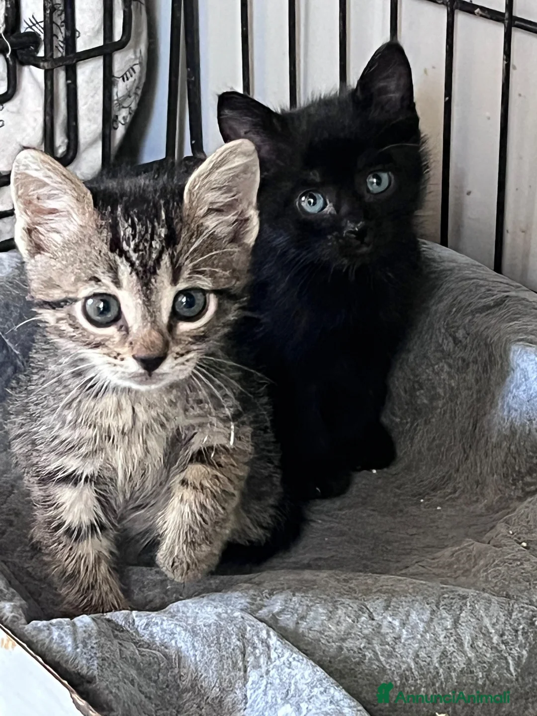 Europeo gatti in regalo: Gattini fratelli e sorella - Annuncio 7