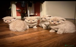 Scottish gatti in vendita: Scottish fold maschio  a Provincia di Cremona - Immagine 3