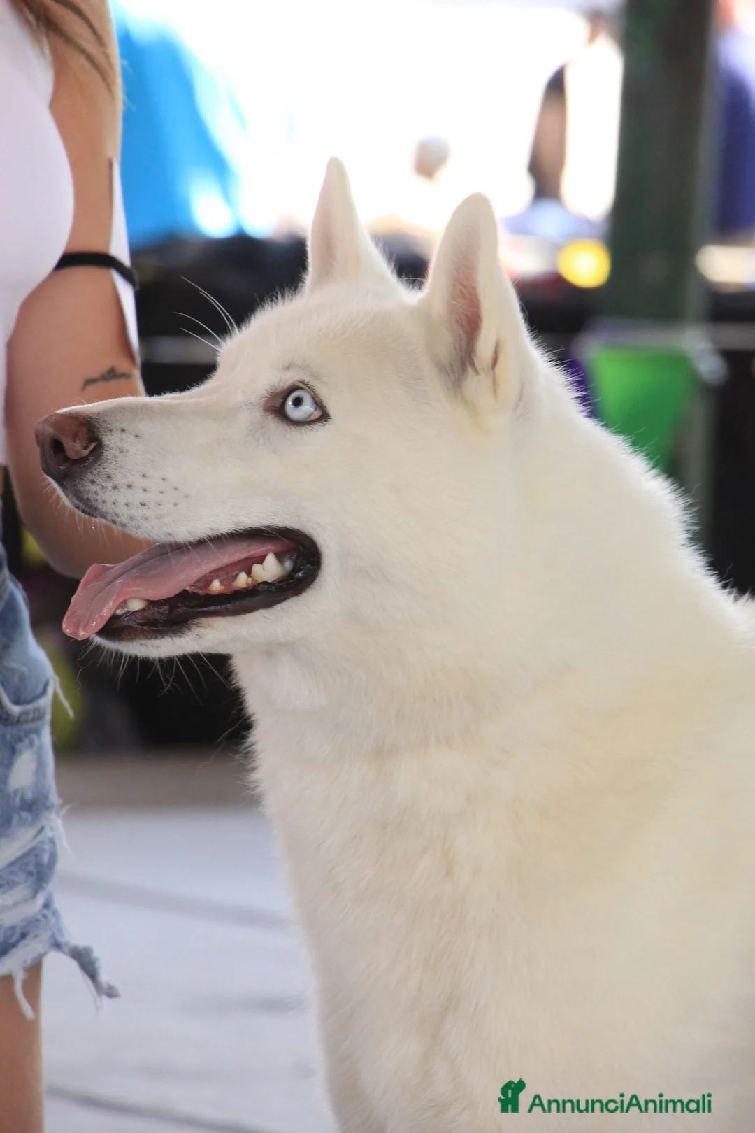 Husky cani in vendita: Cuccioli Siberian Husky con pedegree  - Annuncio 2