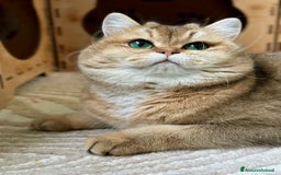 Scottish gatti in vendita: Cucciolo Scottish straight silver - Immagine 5