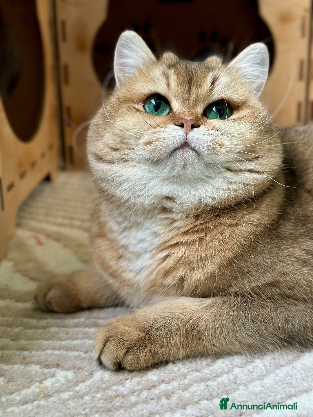 Scottish gatti in vendita: Cucciolo Scottish straight silver - Immagine 5