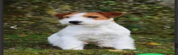 Jack Russell cani in vendita: Cuccioli Jack Russel Terrier Alta genealogia  - Annuncio 3