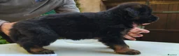 Pastore Tedesco cani in vendita: Pastore tedesco cuccioli  a Provincia di Savona - Annuncio 9