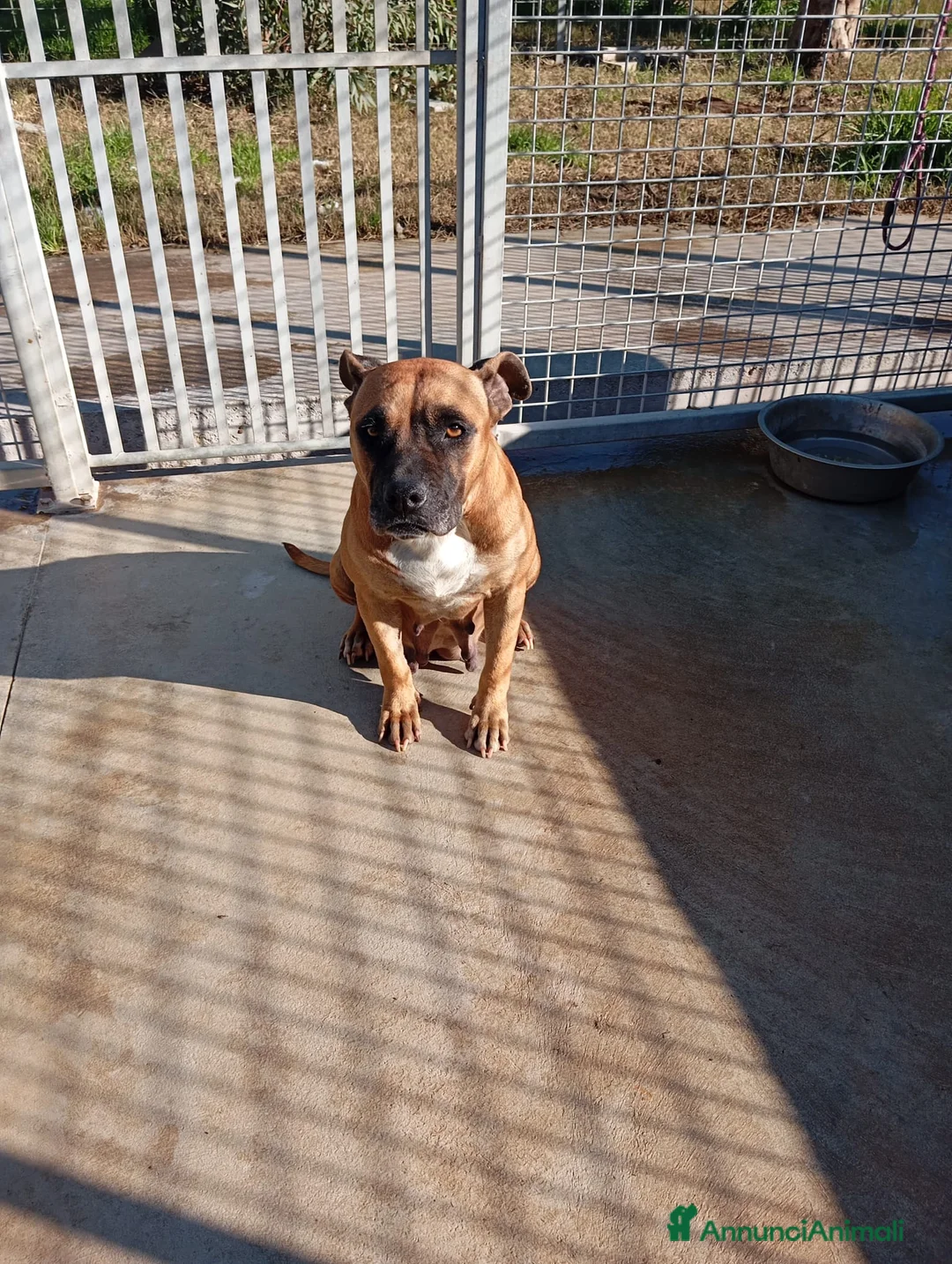 Meticcio cani in regalo: Zoe, mix pittbull/boxer!  - Annuncio 3