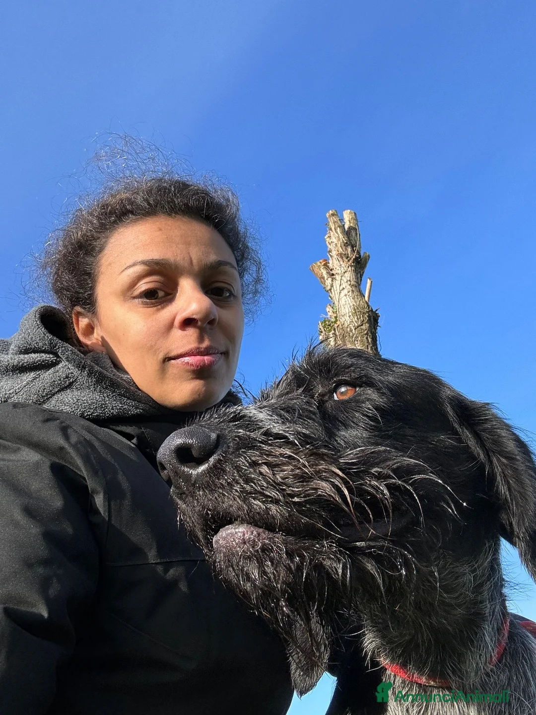 Drahthaar cani in regalo: IBRA, sfortunato drahthaar in regalo a Città metropolitana di Milano - Annuncio 7