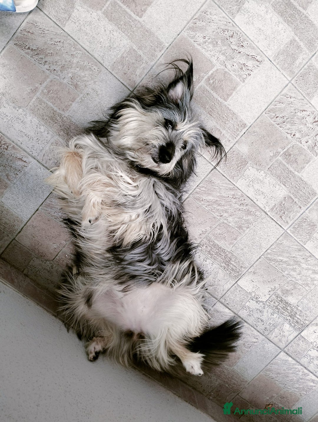 Meticcio cani in regalo: LA DOLCISSIMA E BELLISSIMA JOEY - Annuncio 7