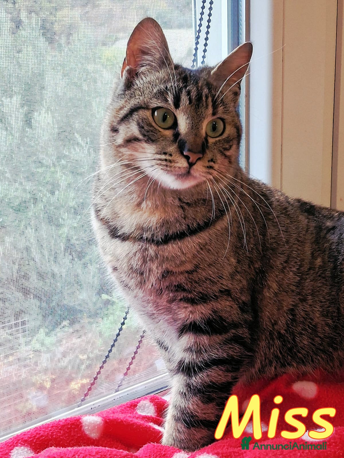 Europeo gatti MISS  UNA TIGRATINA DA CONCORSO DI BELLEZZA - Annuncio 42