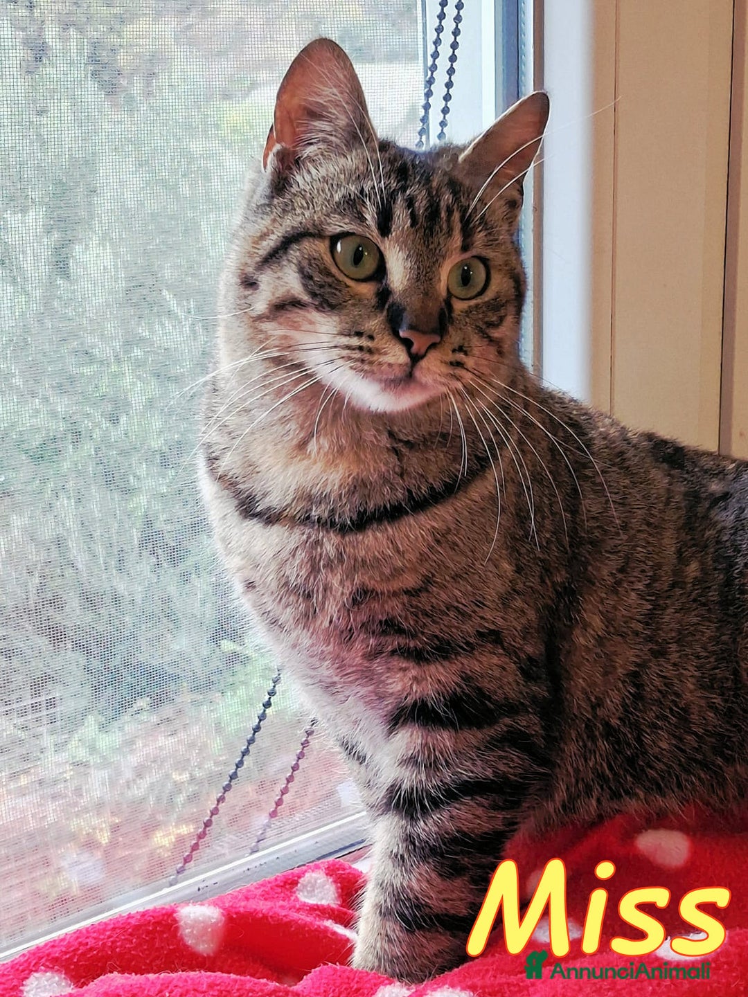 Europeo gatti in regalo: MISS  UNA TIGRATINA DA CONCORSO DI BELLEZZA - Annuncio 1