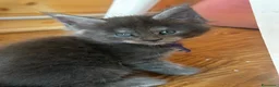 Maine Coon gatti in vendita: Cuccioli blue e blue tabby - Annuncio 5
