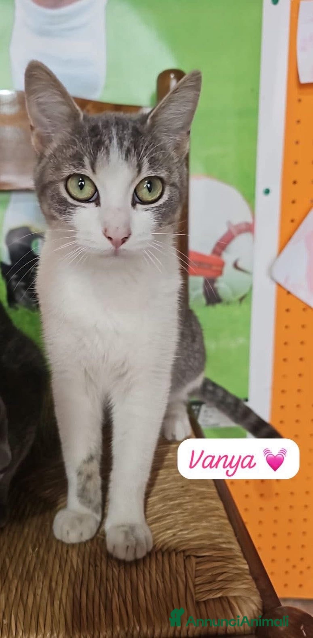 Europeo gatti in regalo: Micine simil certosina e tigrata cercano casa - Annuncio 2