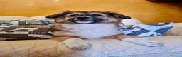 Meticcio cani in regalo: Cucciolo taglia piccola 3 mesi - Annuncio 5