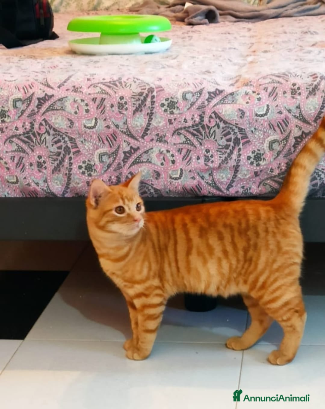 Altre razze gatti in regalo: GATTINI DOLCISSIMI - Annuncio 7