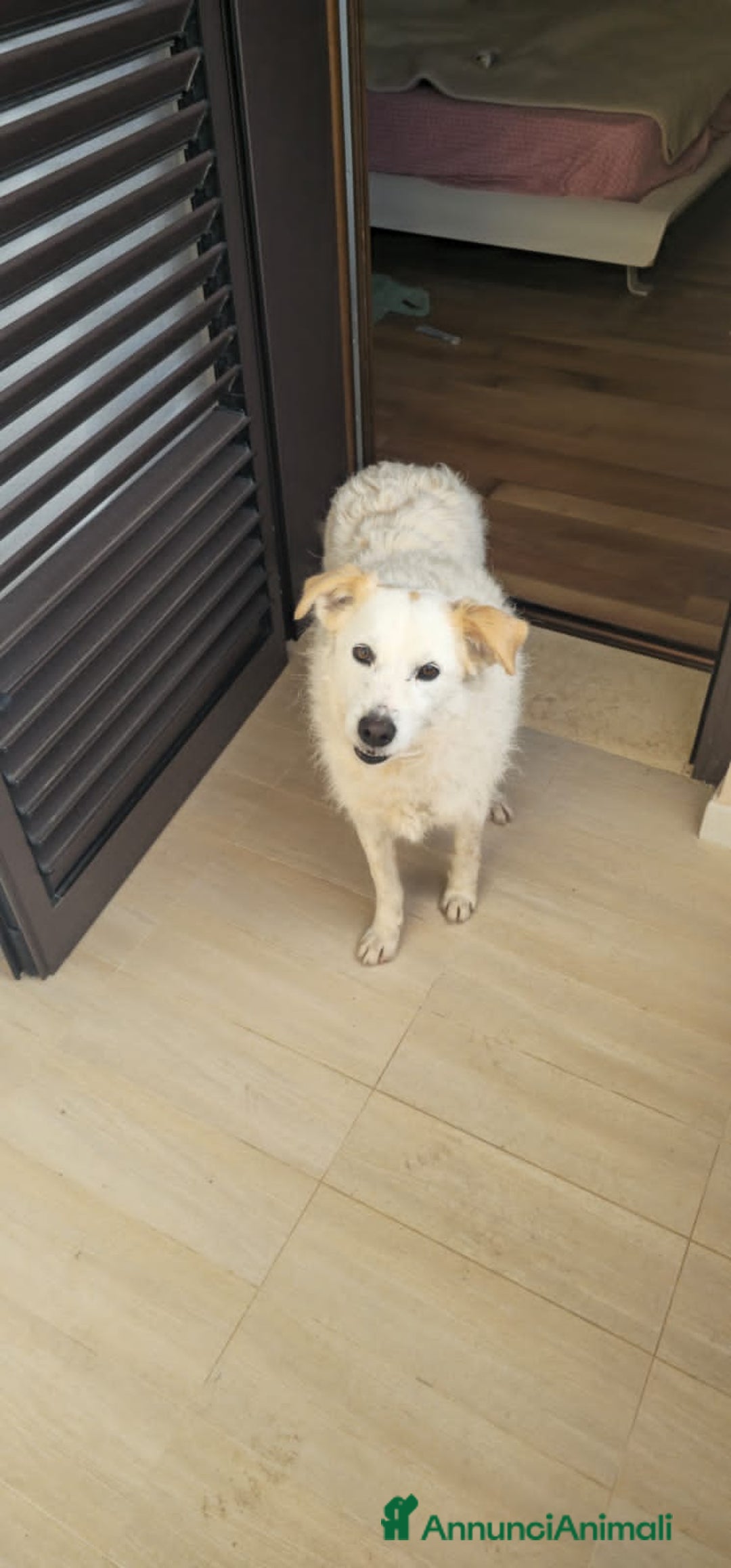 Altre razze cani in regalo: MINA  - Annuncio 4