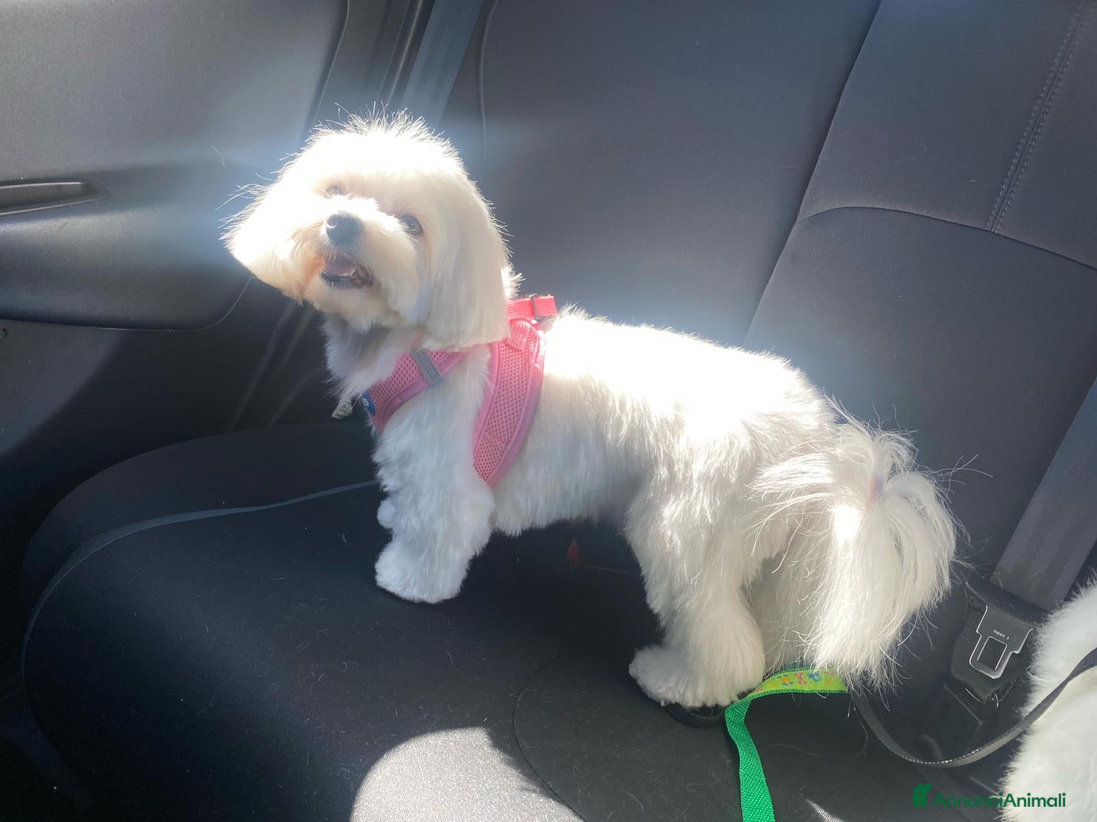 Maltese cani Maltese - Annuncio 5