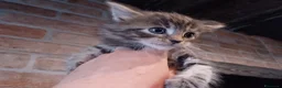 Maine Coon gatti in vendita: Maine coon con pedigree ENFI  - Annuncio 3